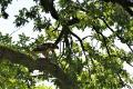 bdBuizerd 5